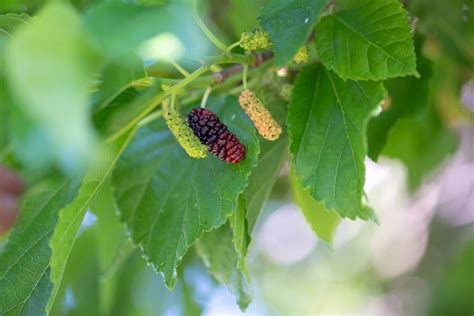 fruitless mulberry tree growth rate.